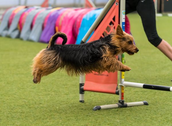 Agility võistlus