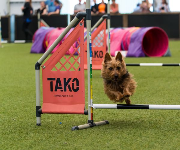 Agility võistlus
